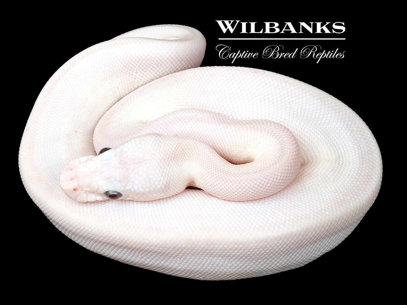 Spider Blue Eyed Lucy (Butter Mojave) Ball Python ♂ '23