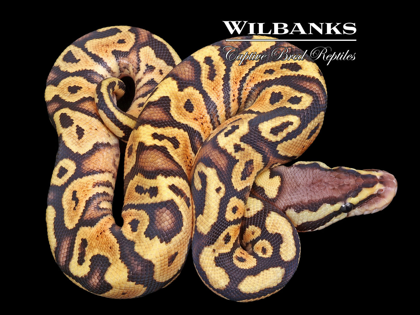 Pastel Spark Ball Python ♀ '23
