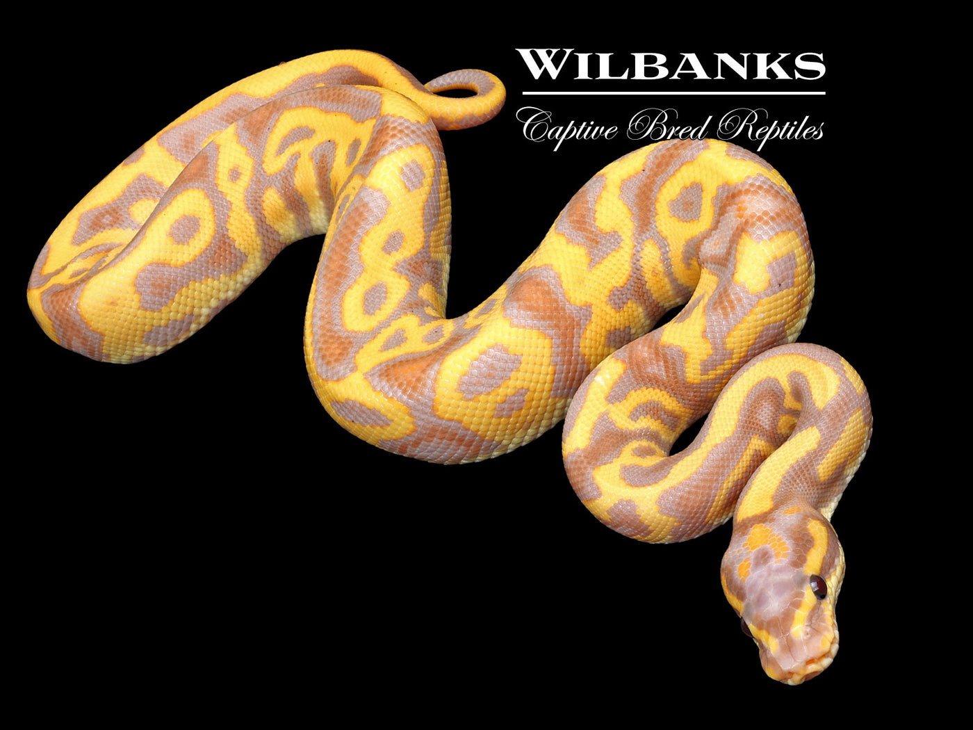 Banana Leopard Fire Yellow Belly 100% Het. Clown Ball Python ♂ '23