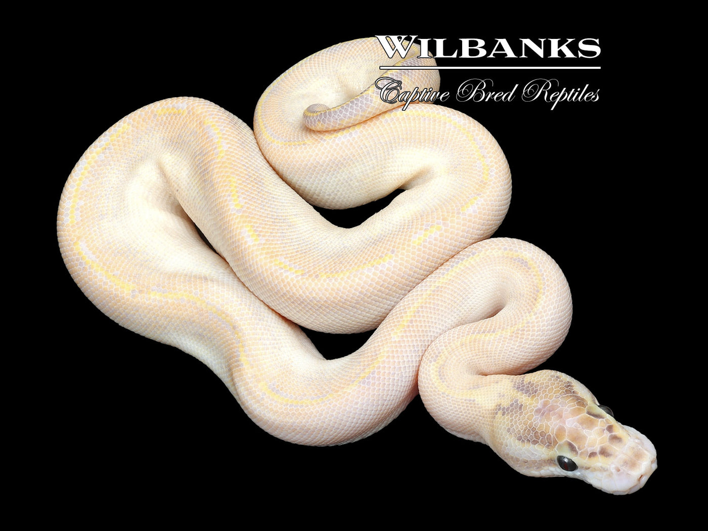 Ivory Ball Python ♀ '23