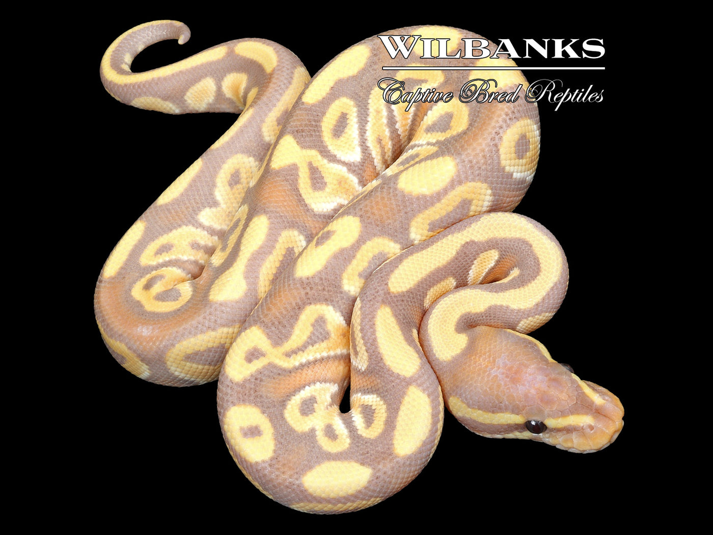 Phantom Banana Ball Python ♂ '23