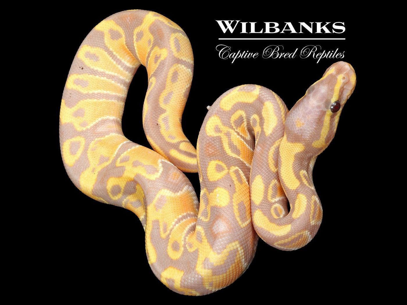 Banana 100% Het. Pied Ball Python ♂ '23