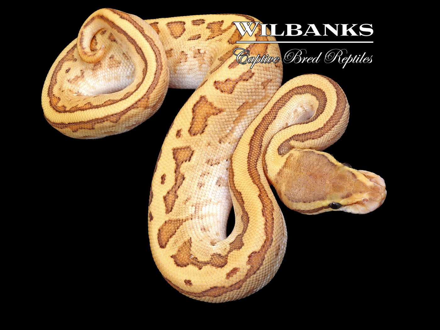 Jigsaw Fire 100% Het. Pied Ball Python ♂ '23
