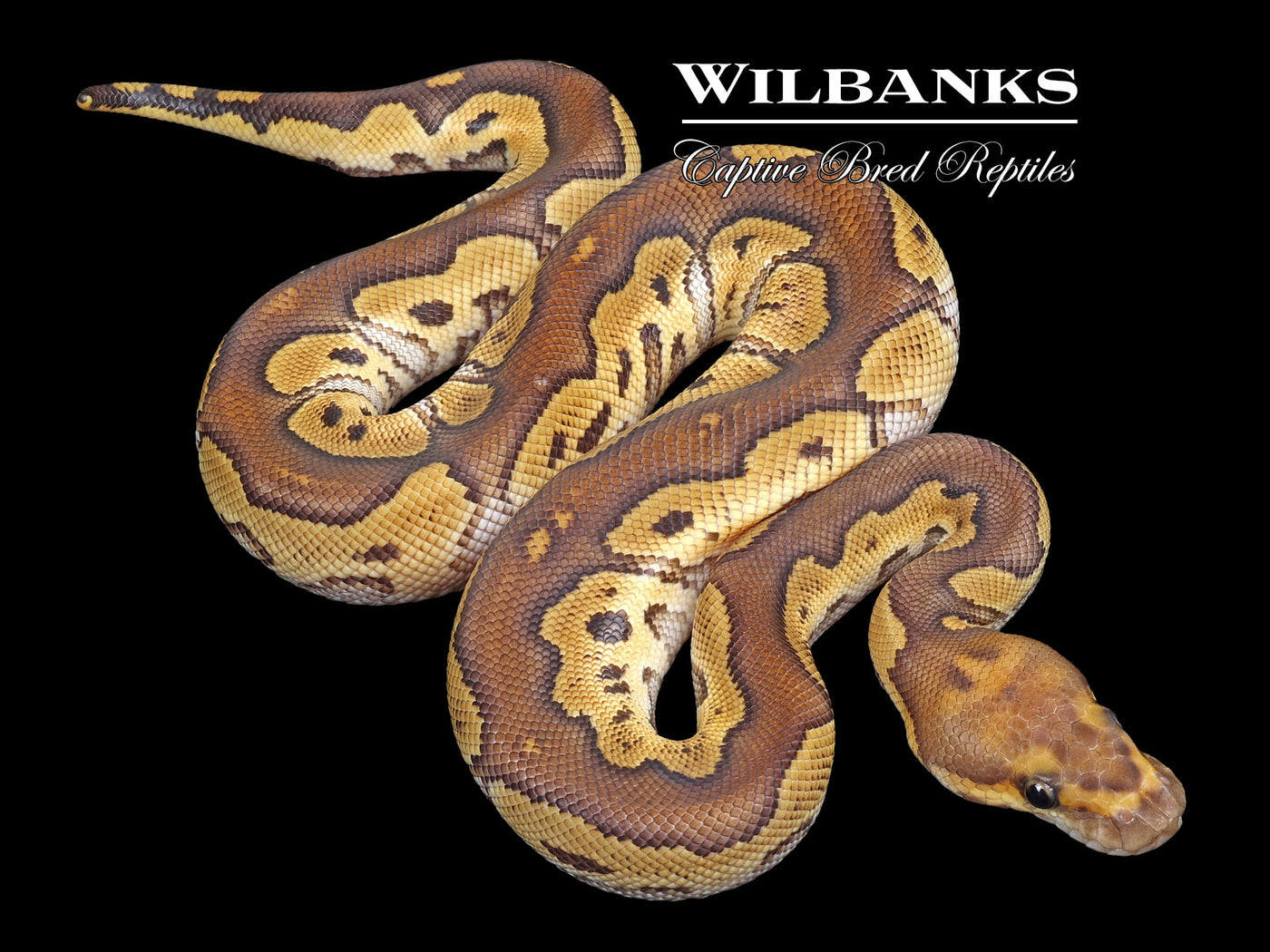 Mojave Sable Clown Ball Python ♂ '23