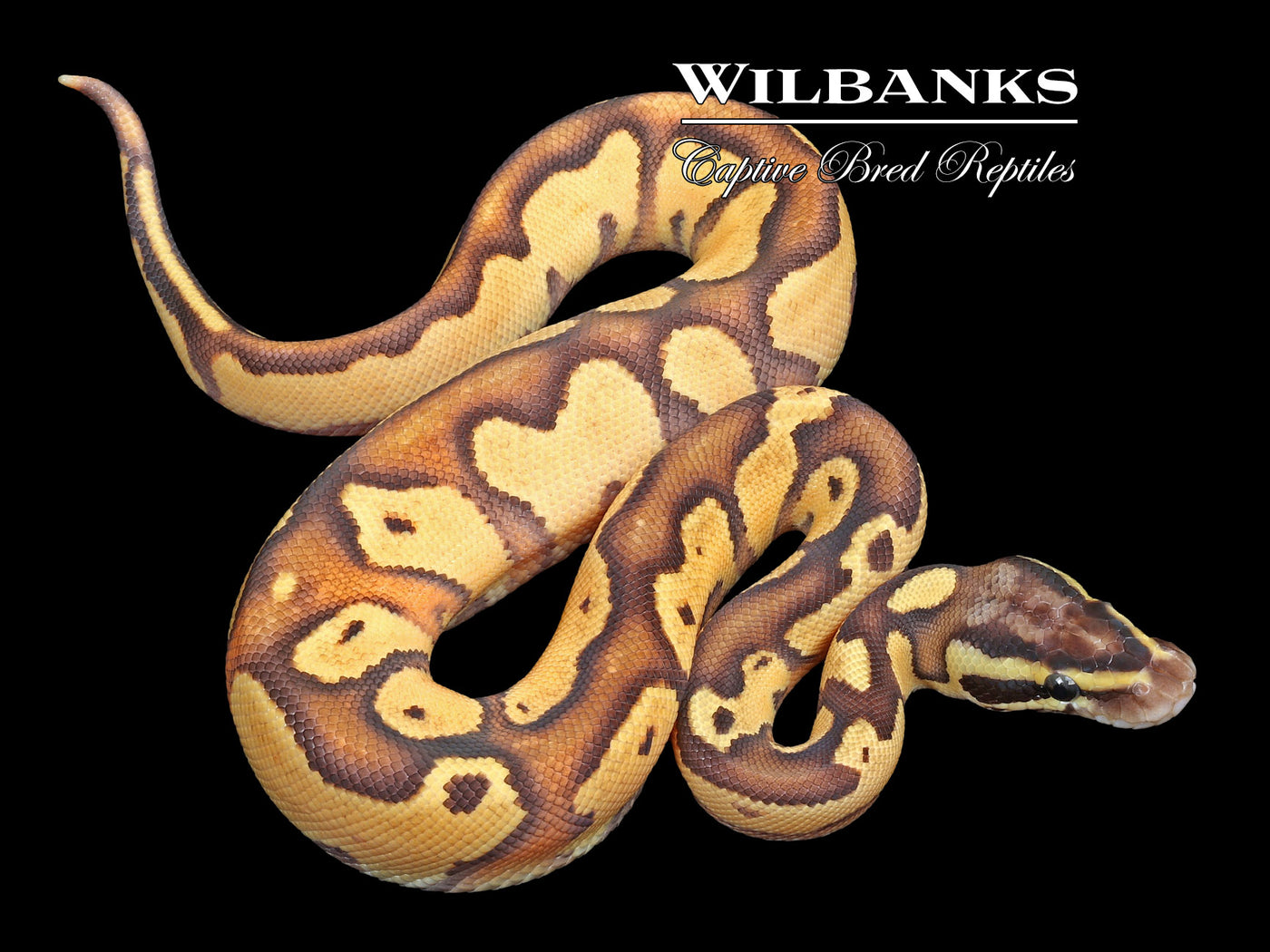 Firefly Cinnamon Ball Python Enchi Firefly Ball Python