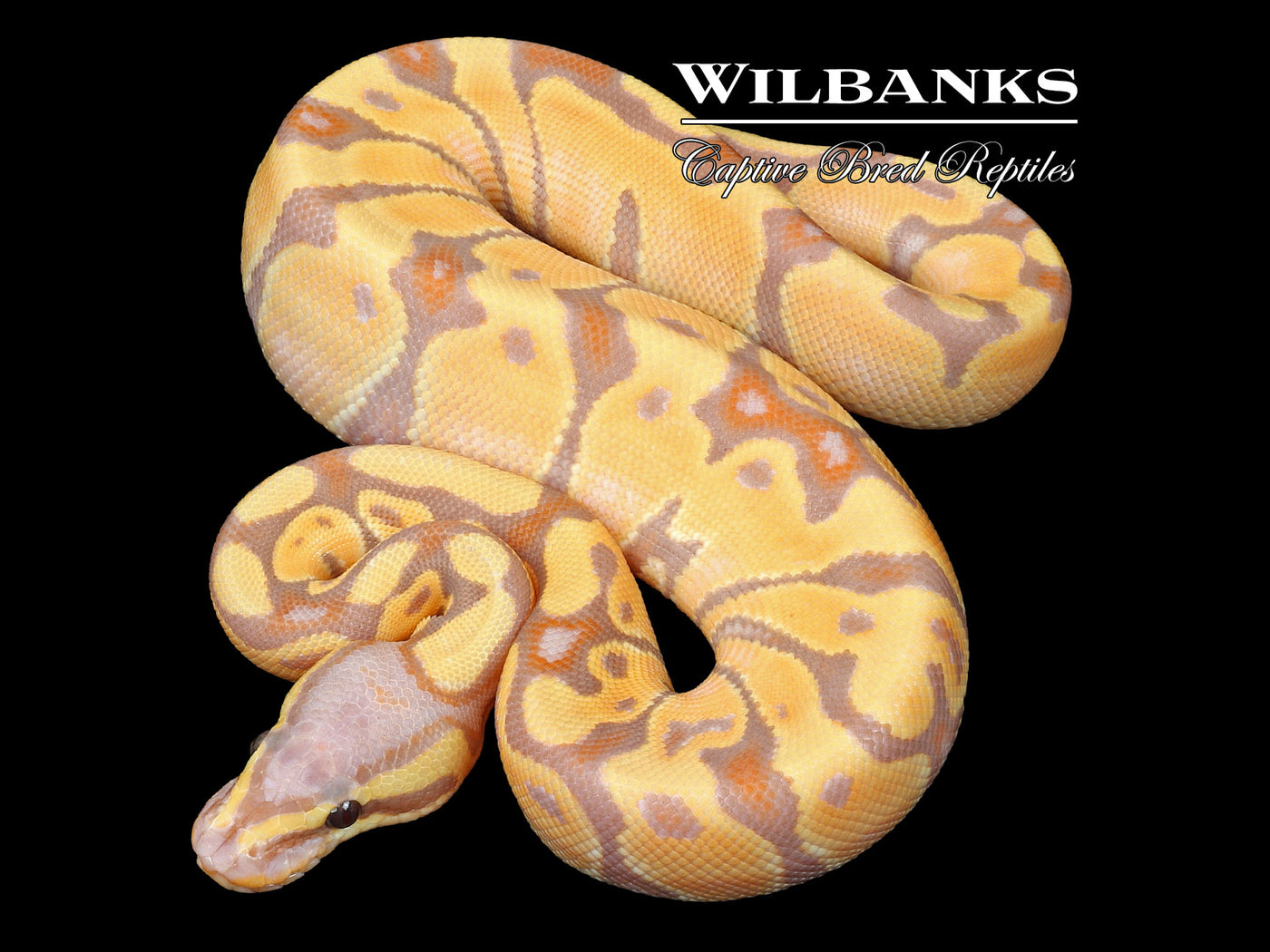 Banana Enchi Ball Python ♂ '23