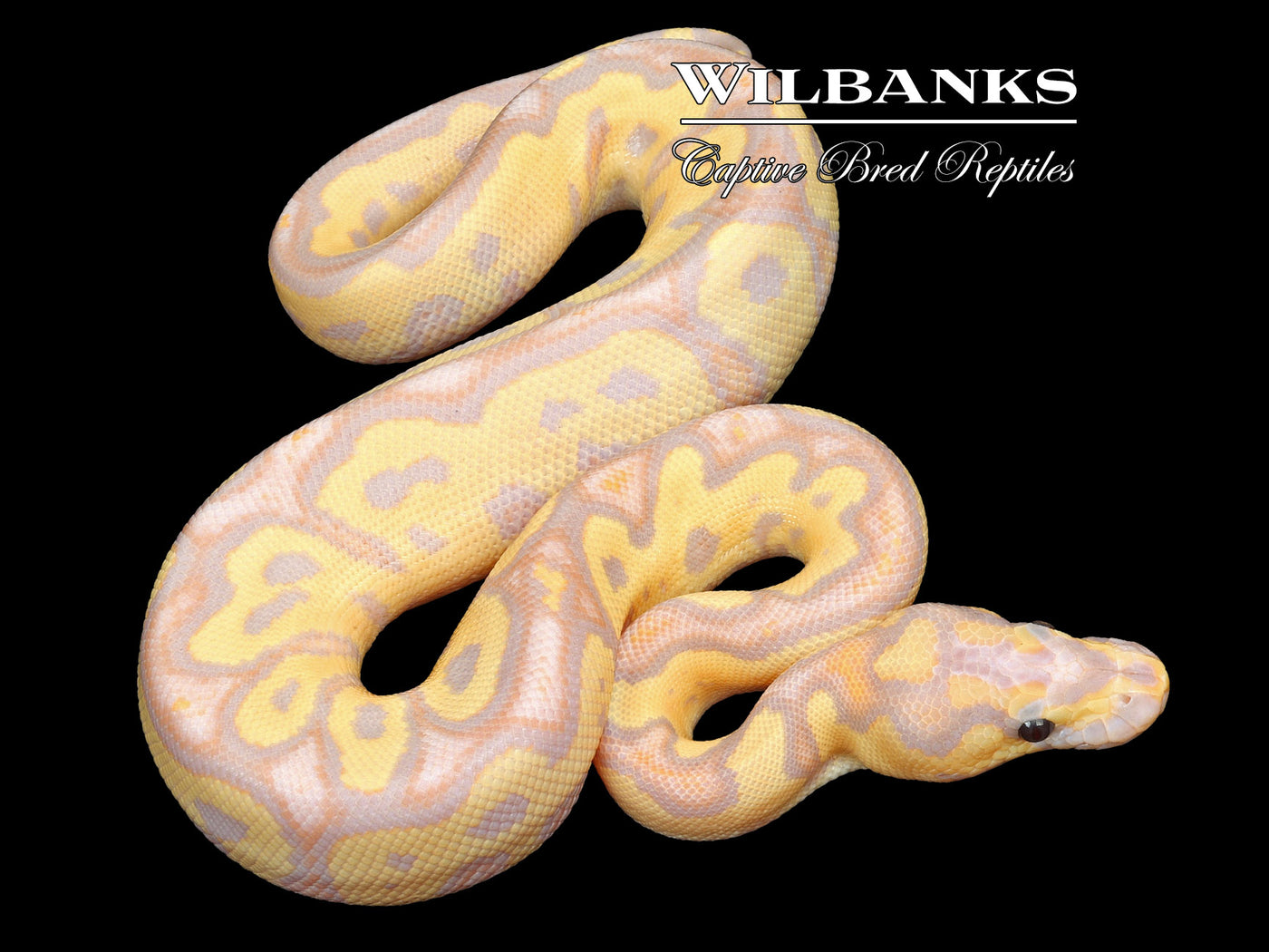 Banana Fire Clown Ball Python ♂ '23