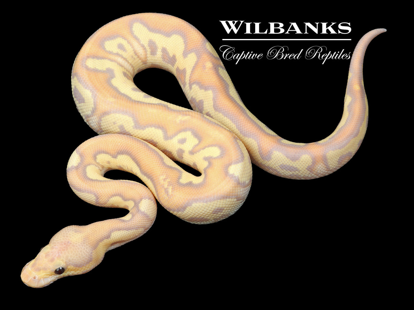 Banana Mojave Fire Clown Ball Python ♂ '23