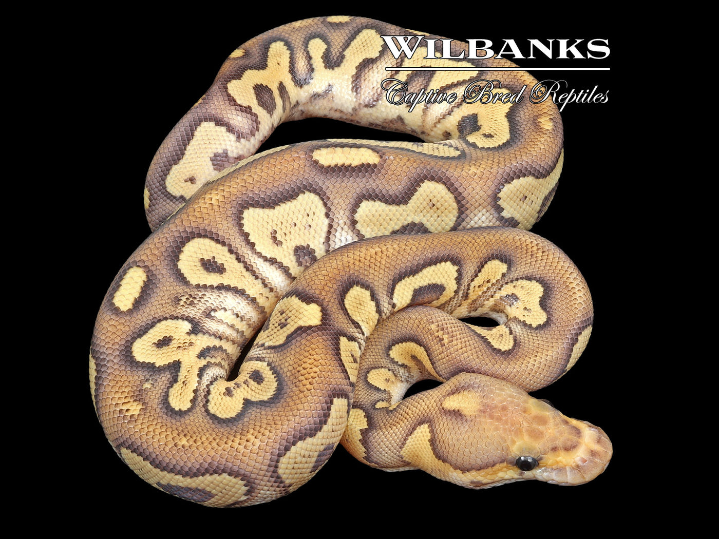 Mojave Fire Clown Ball Python ♀ '22