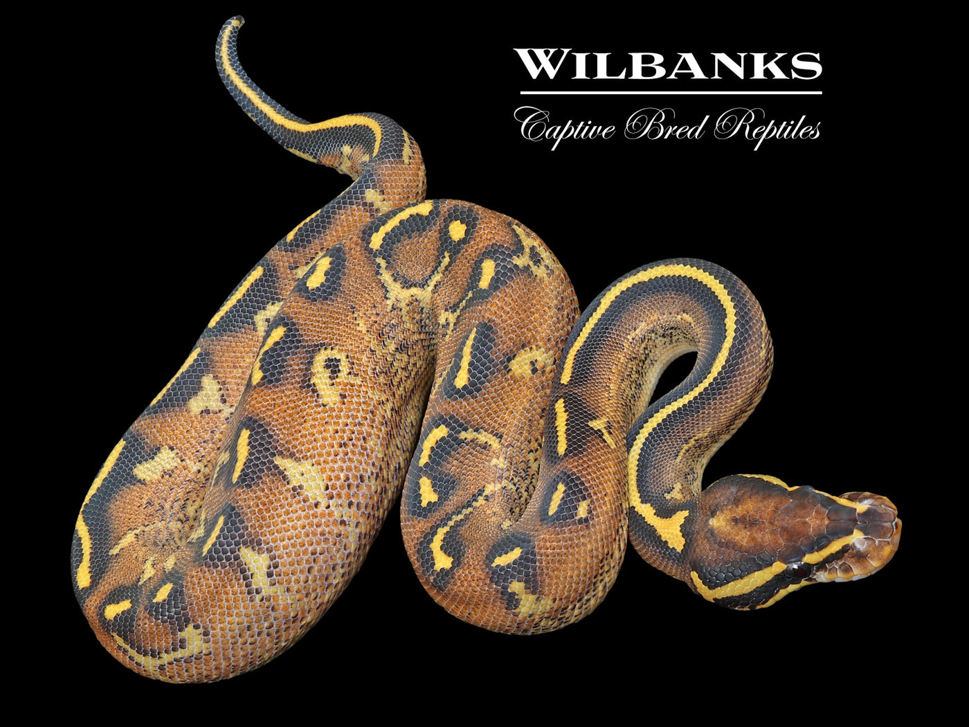 Freeway Ball Python ♂ '23
