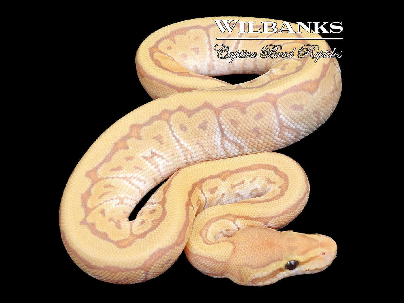 Banana Jigsaw Ball Python ♂ '23