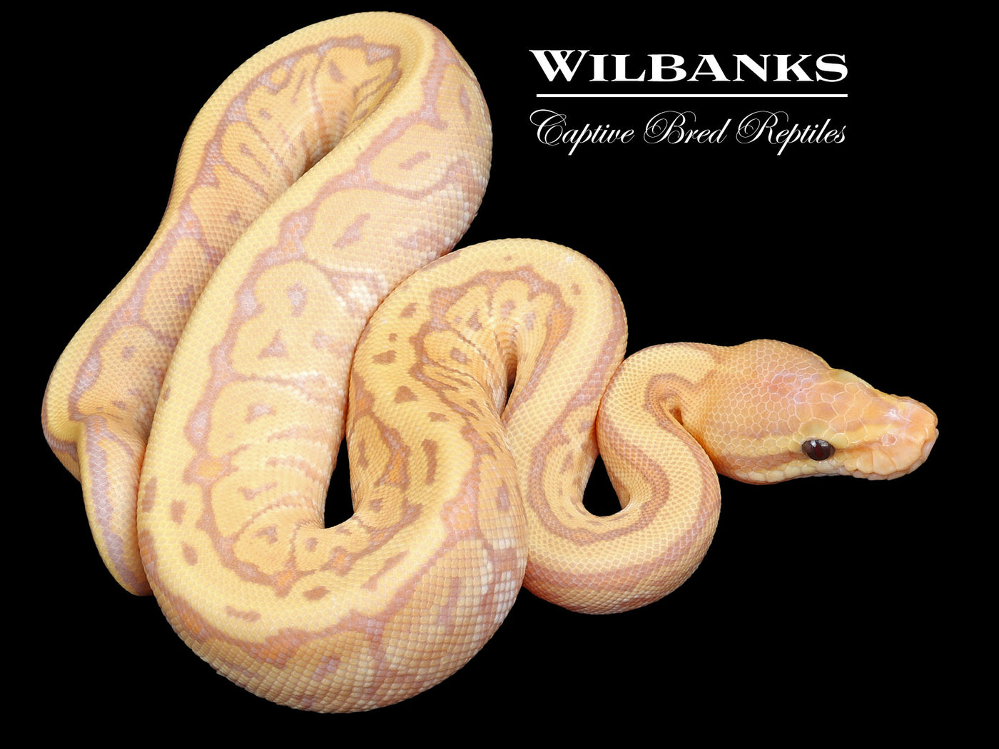 Banana Jigsaw Yellow Belly Ball Python ♂ '23