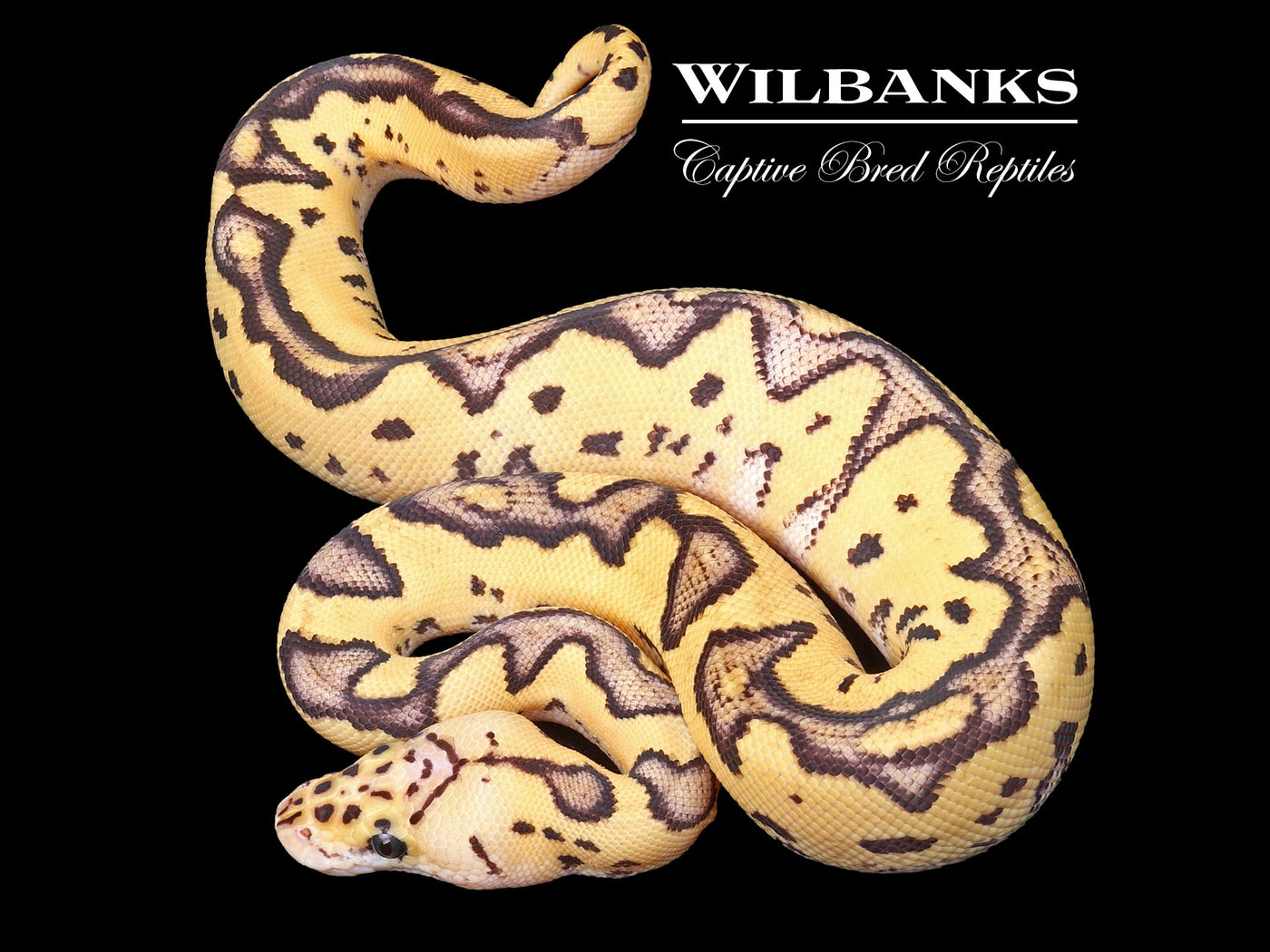 Orange Dream FireFly Clown 50% PH Pied Ball Python ♀ '23