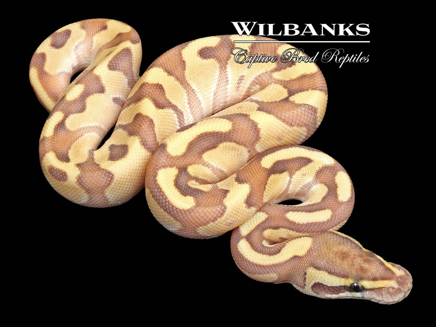 Nuclear Enchi Ball Python ♀ '23