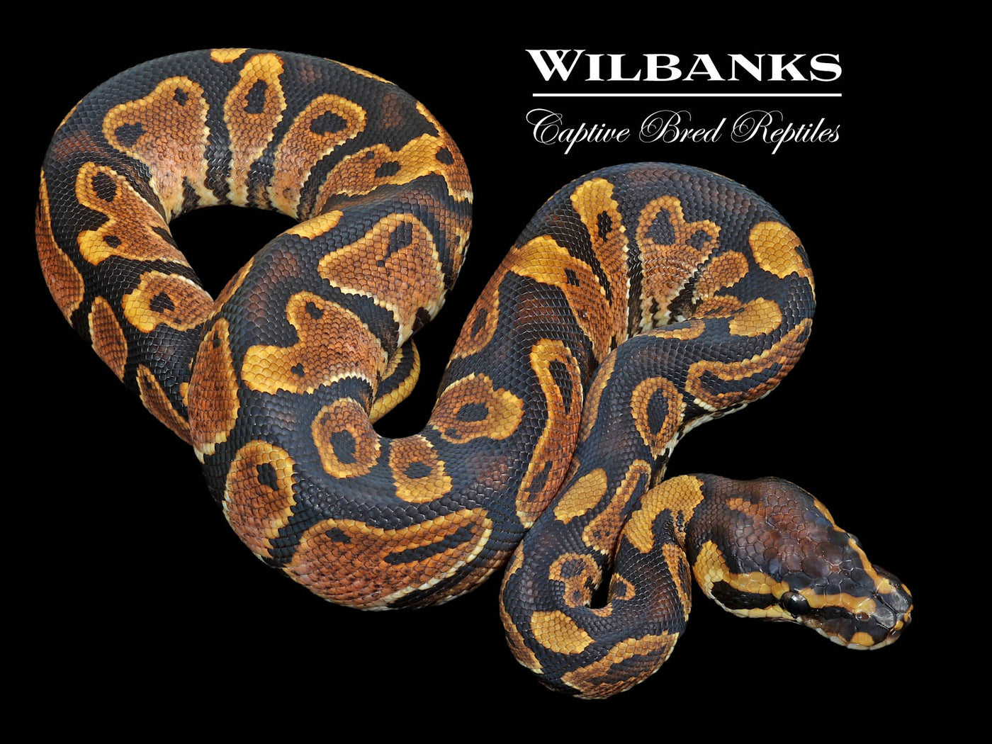 Sugar 100% Het. Clown 50% PH Genetic Stripe Ball Python ♂ '23