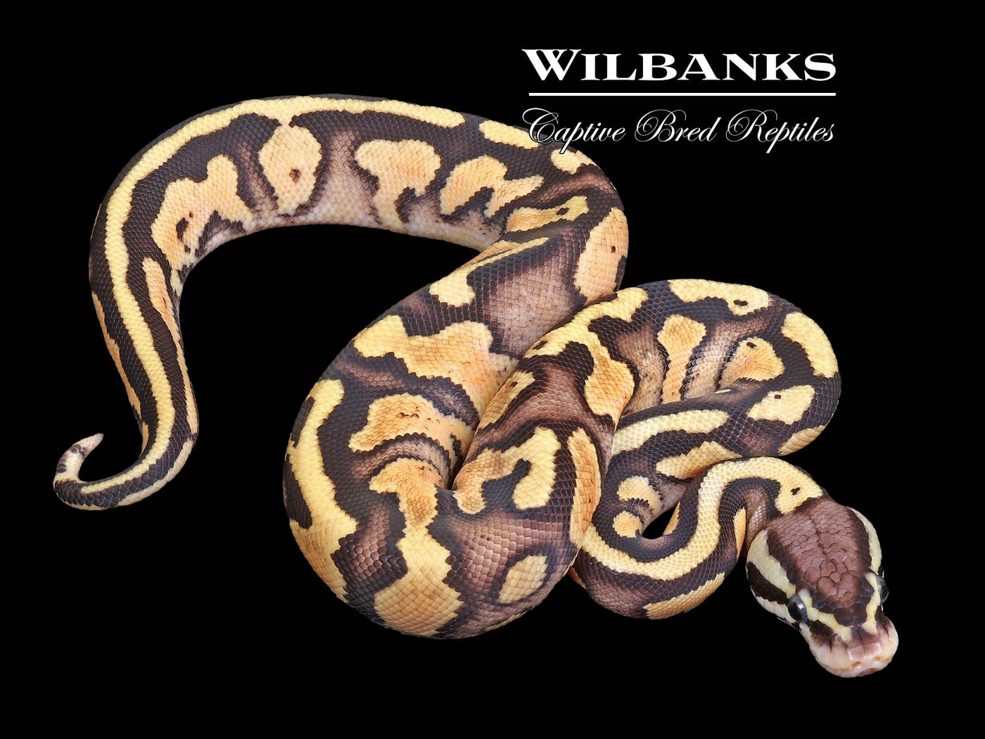 Firefly Yellow Belly Ball Python ♂ '22