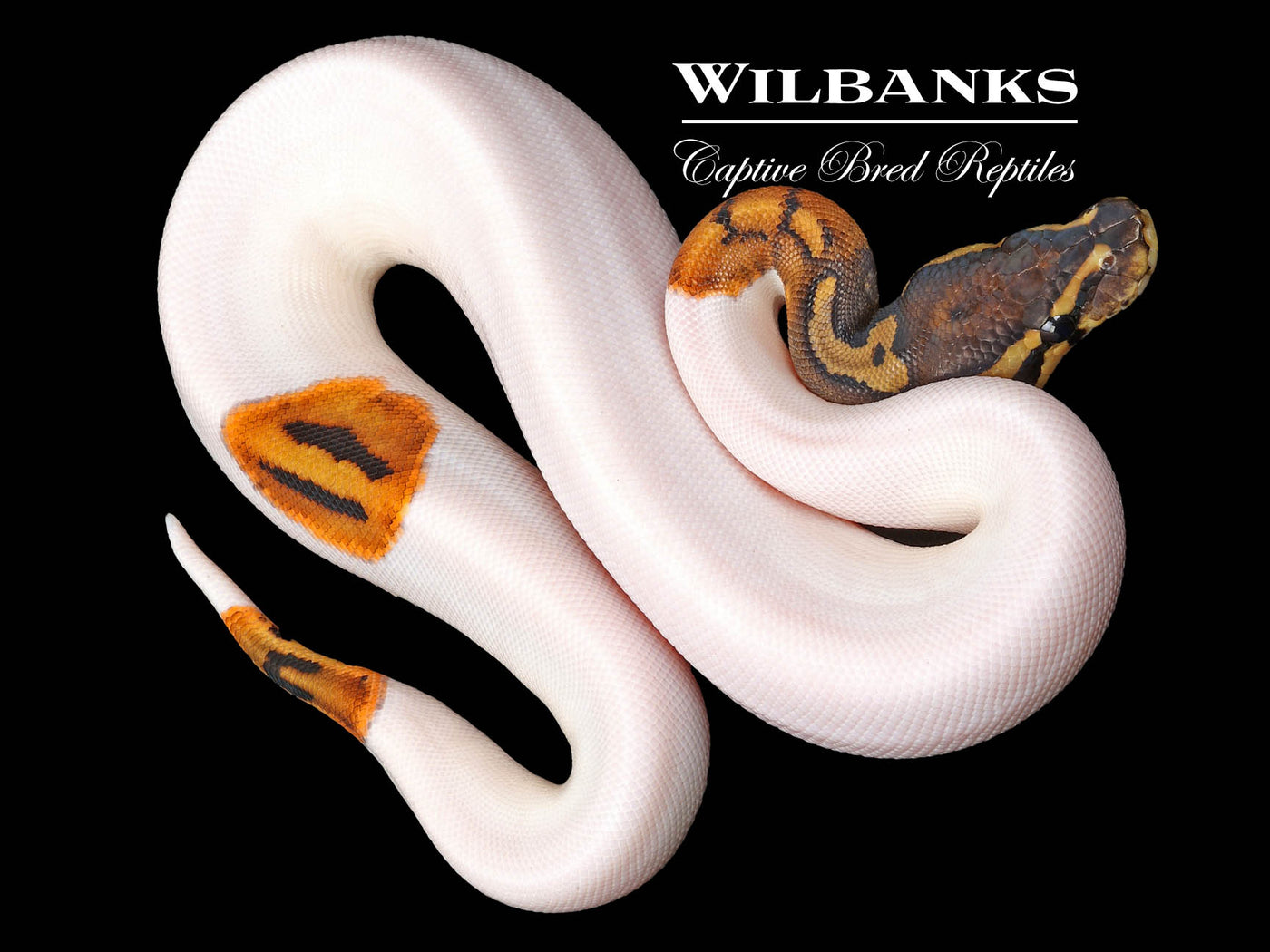 Pied Ball Python ♀ '23