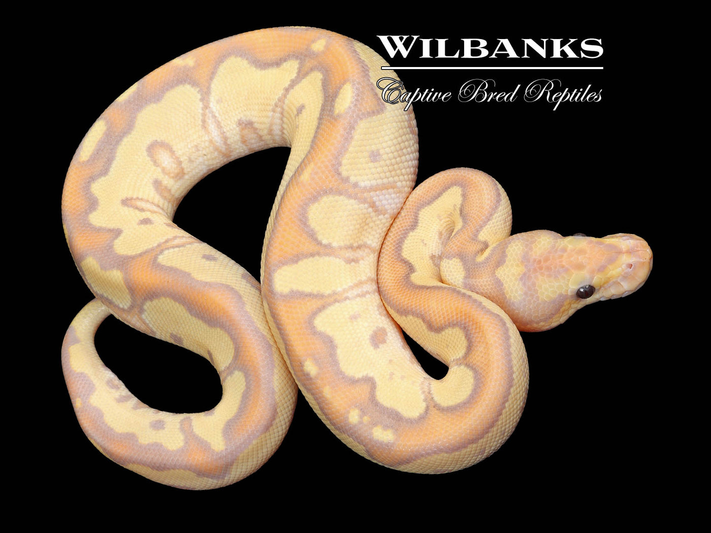 Banana Mojave Fire Clown Ball Python ♂ '23