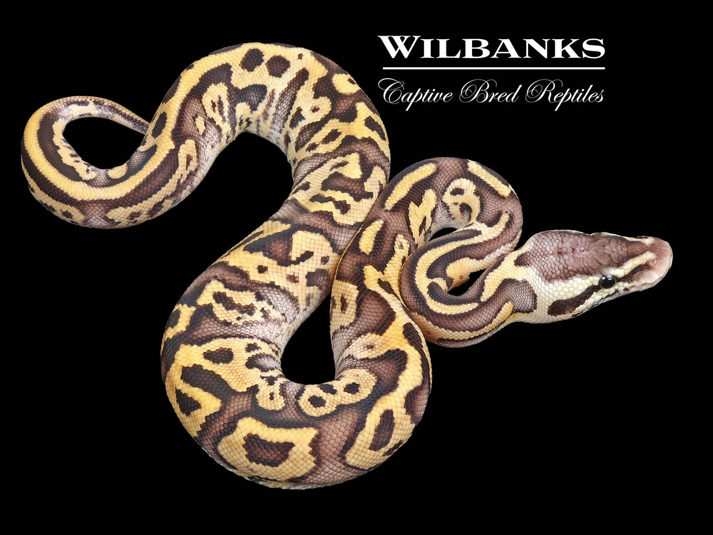 FireFly Leopard Yellow Belly Ball Python ♀ '23
