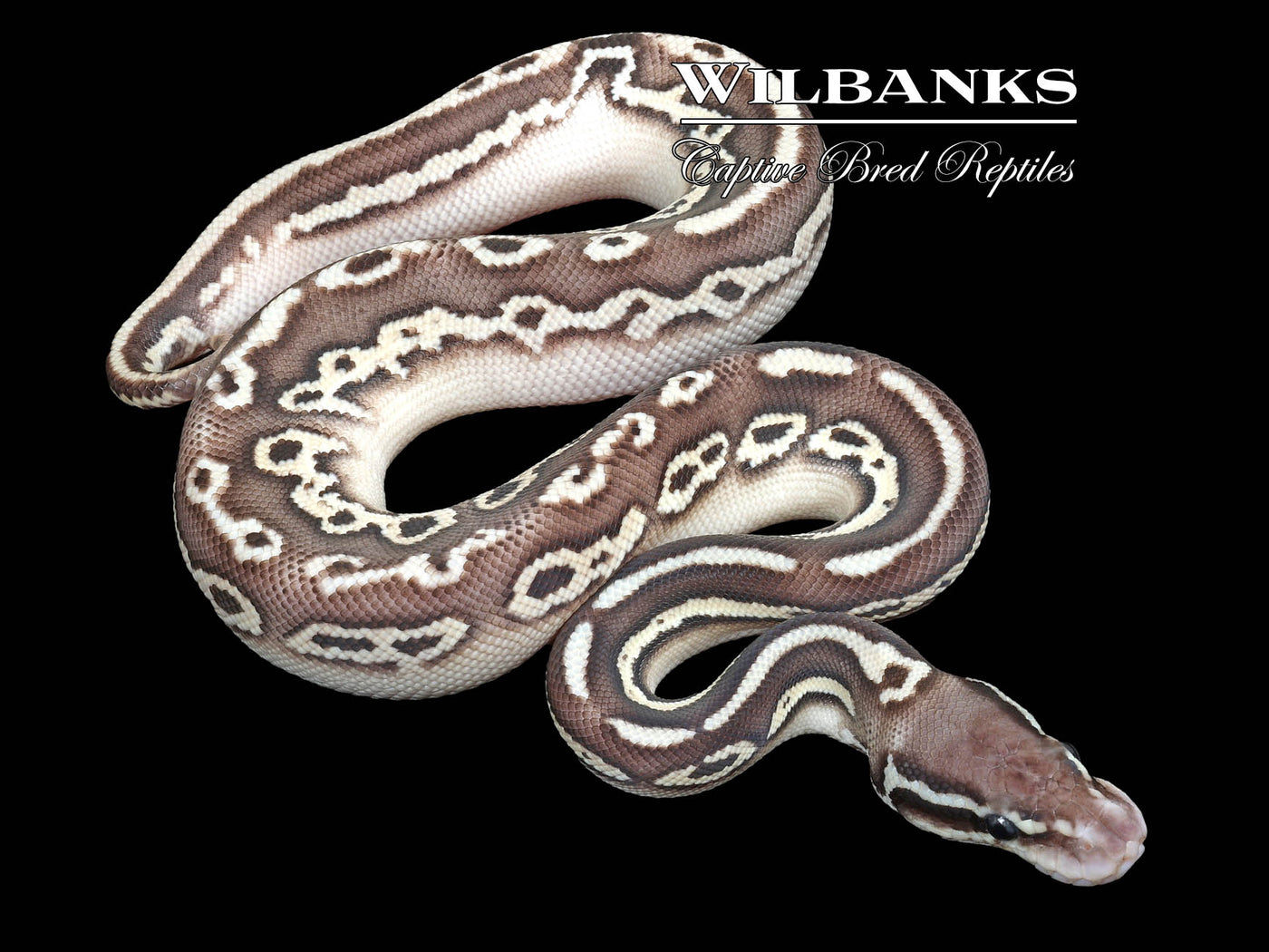Orange Dream Black Pewter Butter Ball Python ♂ '23
