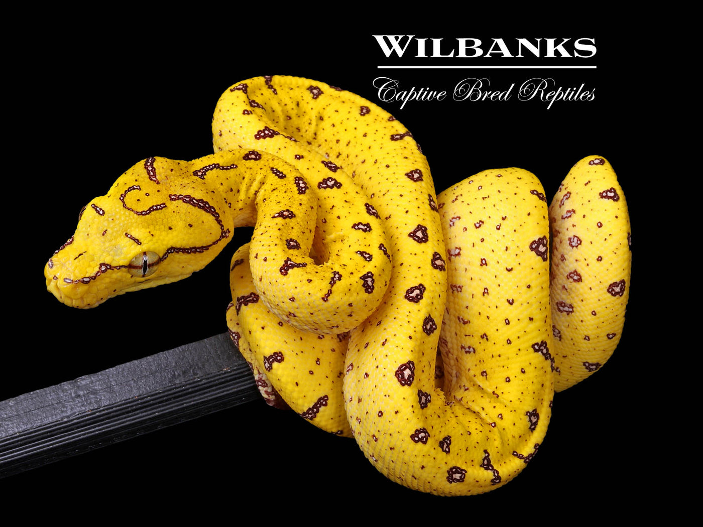 USCBB Aru Green Tree Python