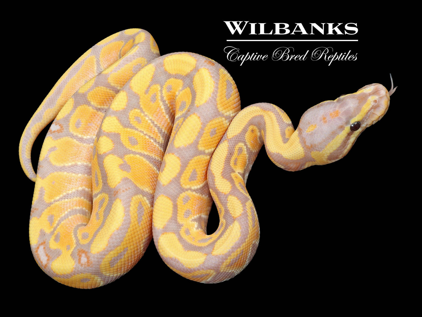 Banana 100% Het. Clown Ball Python ♂ '23