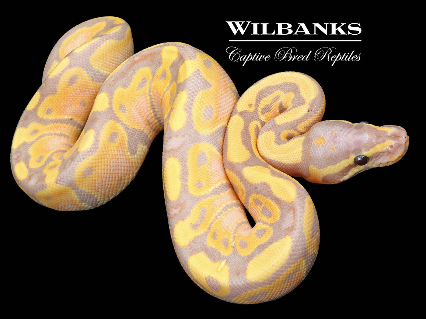 Banana 100% Het. Pied Ball Python ♂ '23