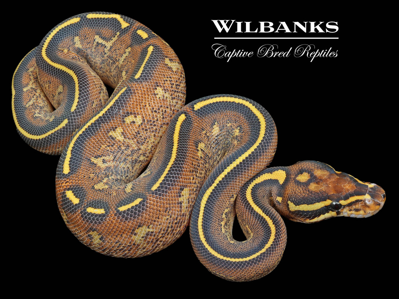 Freeway Ball Python ♀ '23