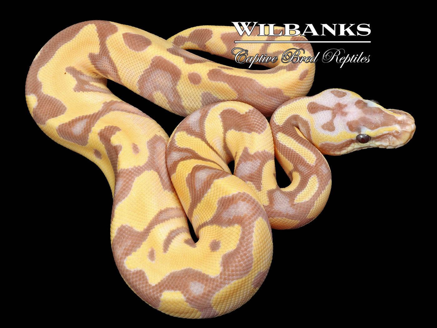 Banana Leopard Super Enchi Ball Python ♀ '23