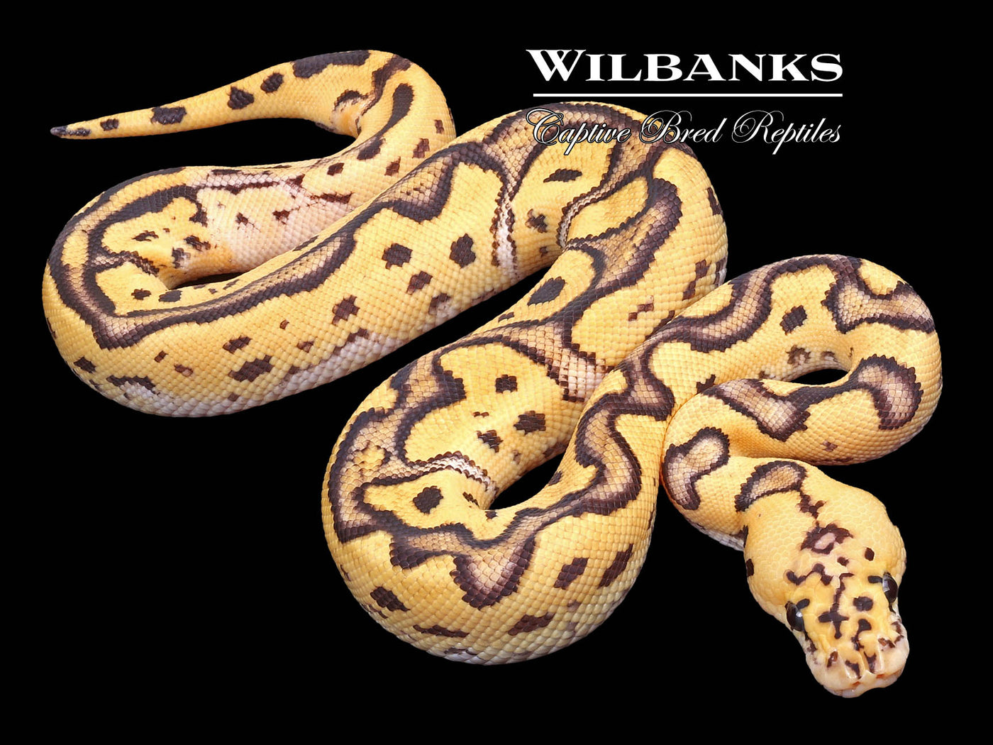 Firefly Clown Ball Python