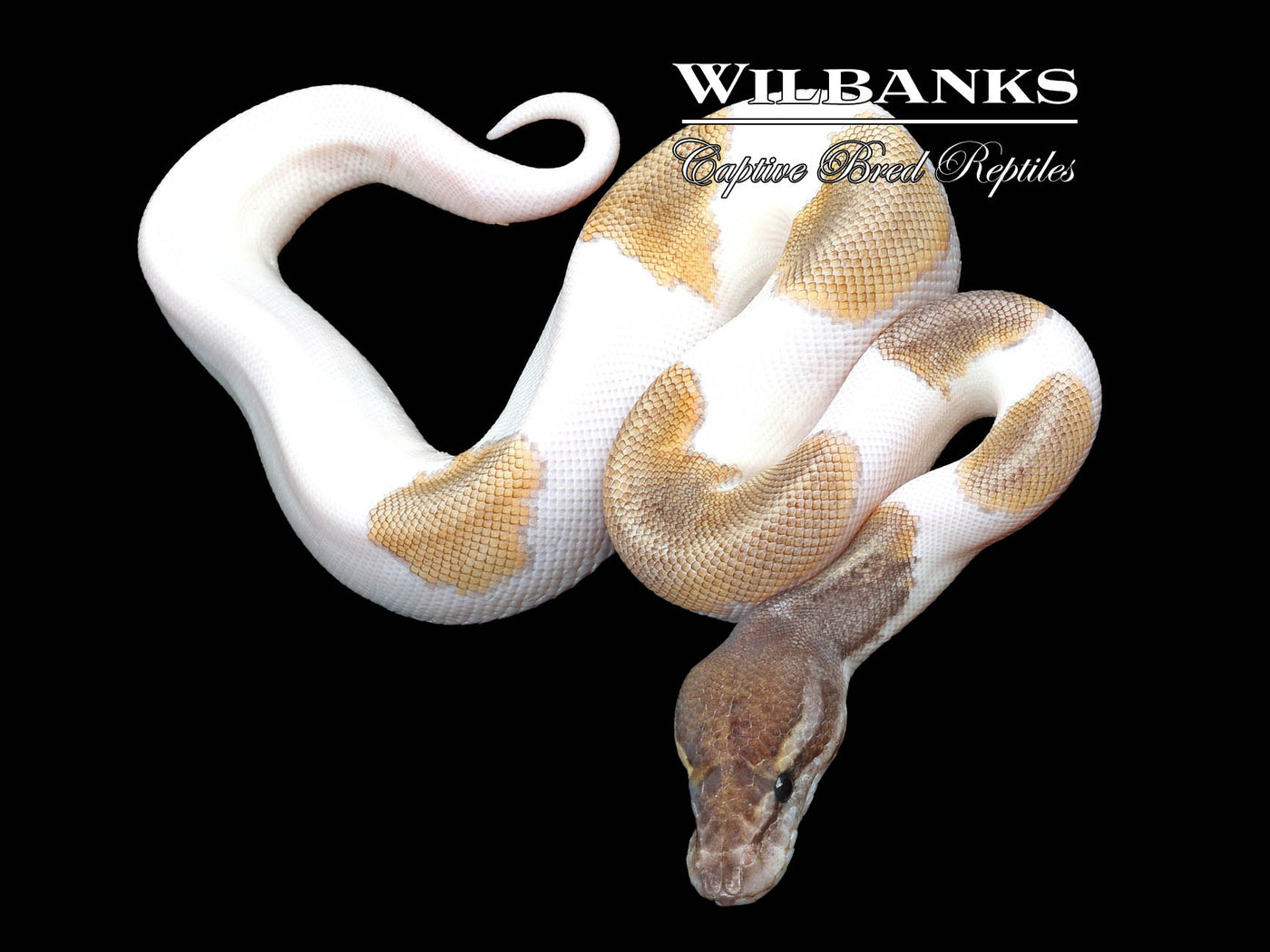 Mojave Pied Ball Python ♀ '23