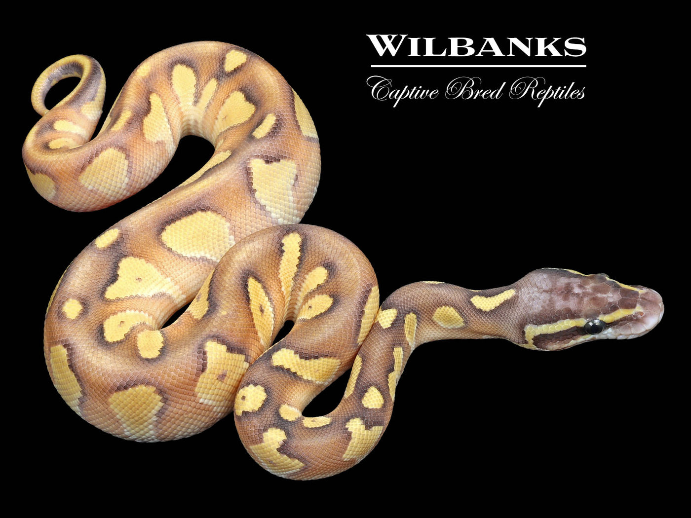 Blackhead Pastel Butter Enchi Ball Python ♂ '23