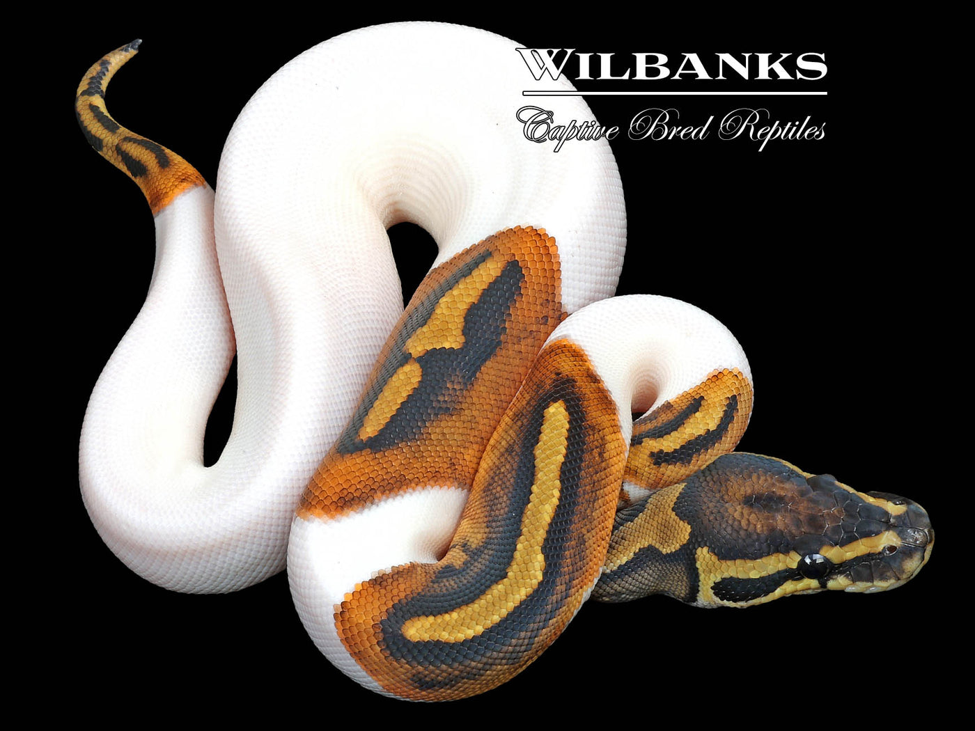 Pied Ball Python ♀ '23