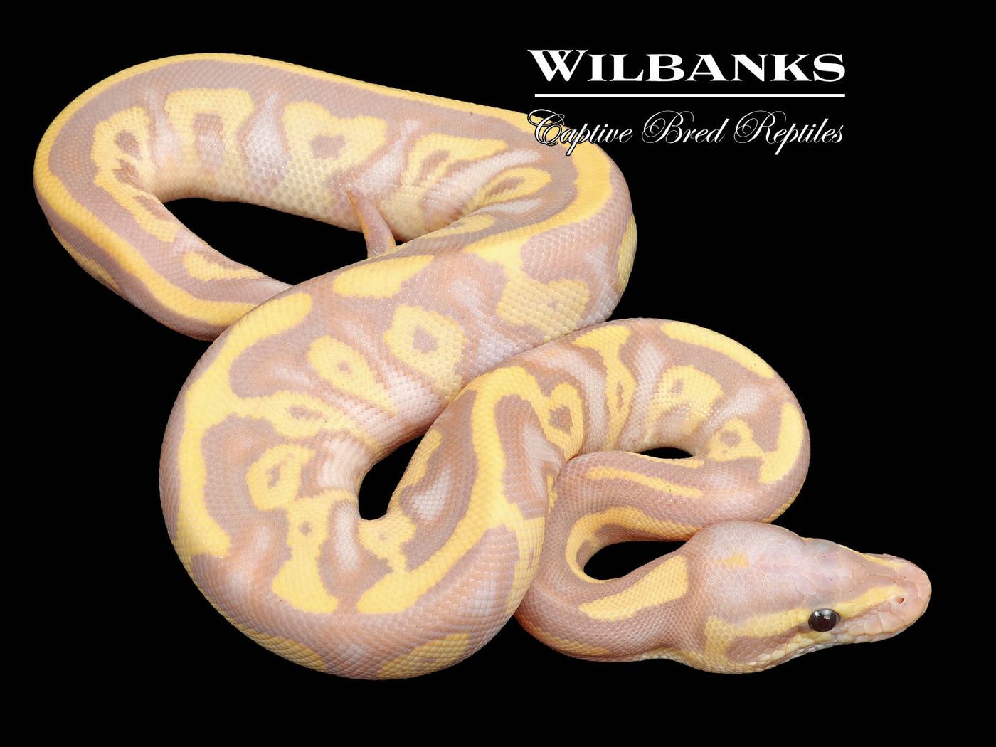 Banana Mojave Leopard Fire Ball Python ♂ '23