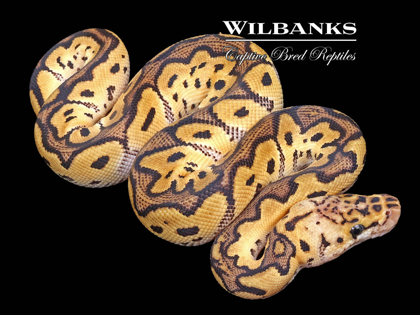 Pastel Clown 50% PH Pied Ball Python ♂ '23