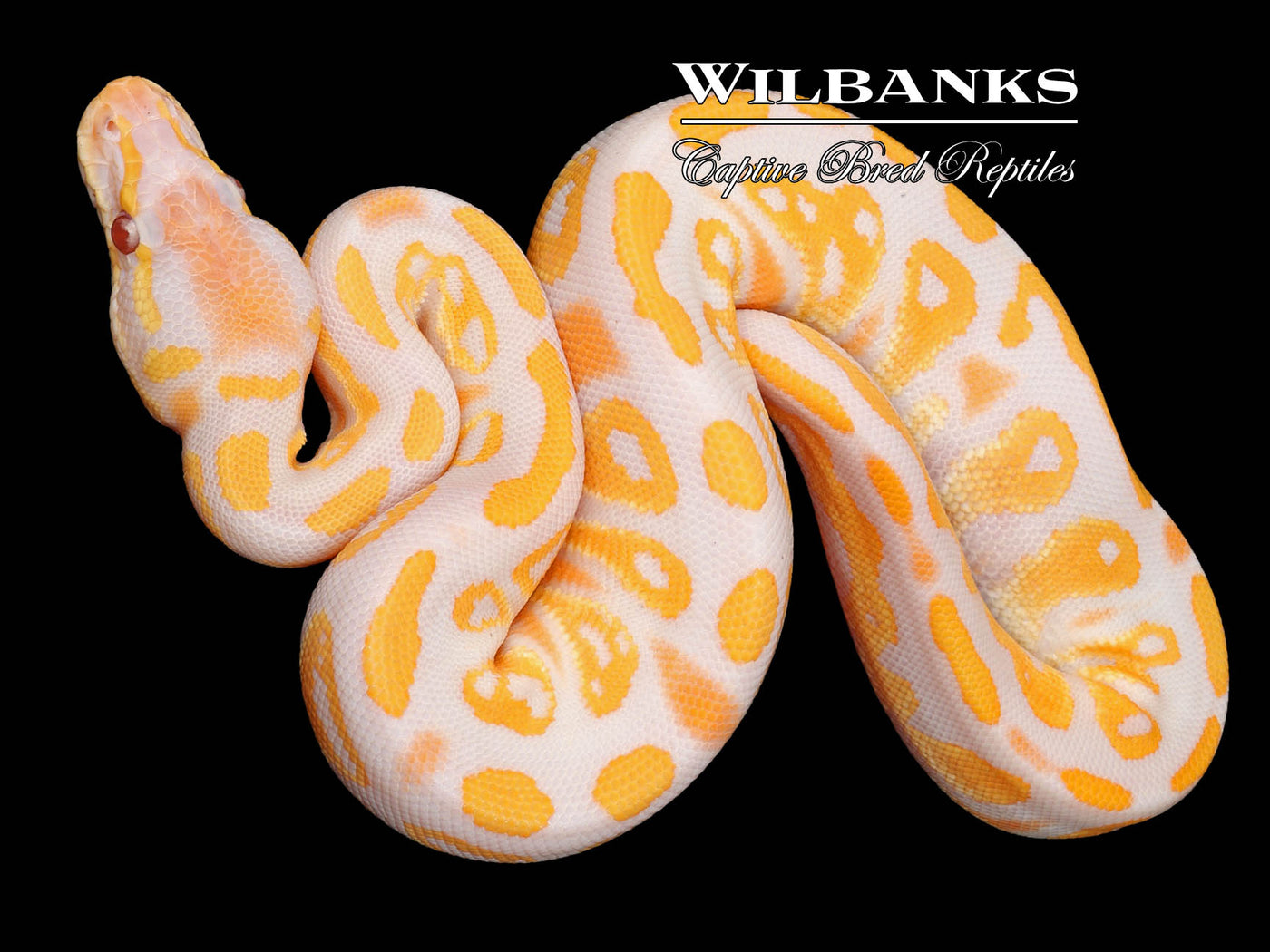 Lavender Blackhead 100% Het. Pied Ball Python ♀ '23