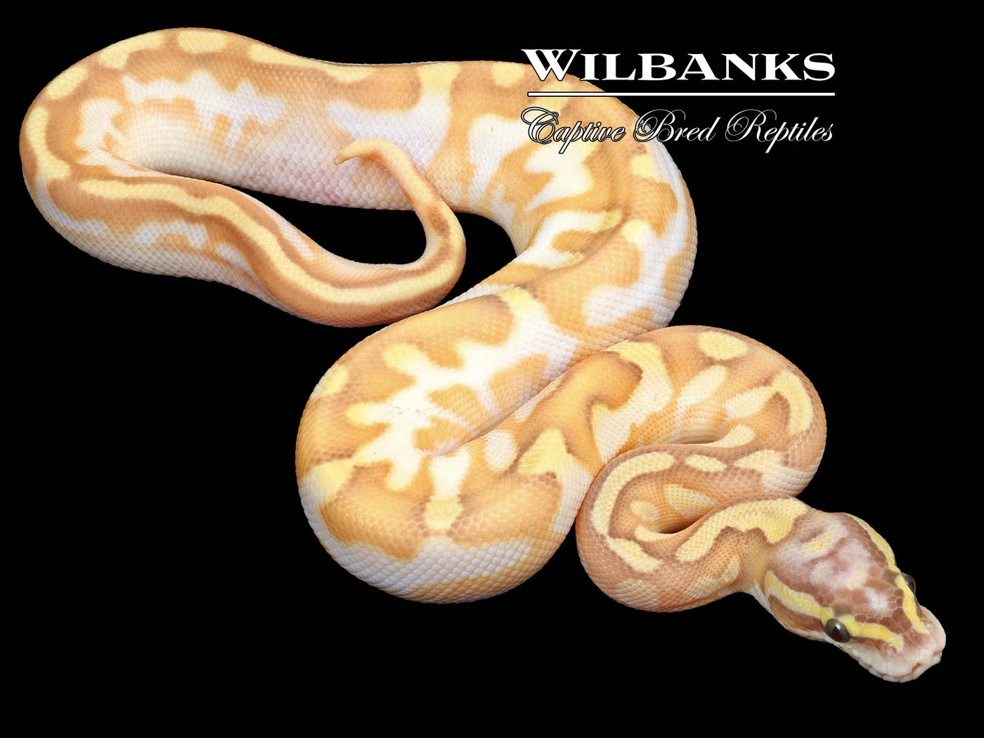Banana Pastel Butter Enchi Sugar Yellow Belly Ball Python ♂ '23