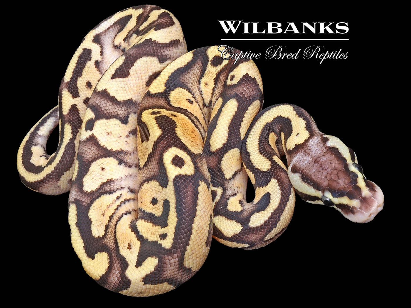 Firefly Yellow Belly Ball Python ♂ '22