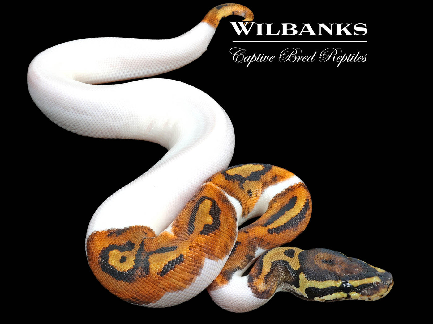 Pied 100% Het. Albino Ball Python ♂ '23