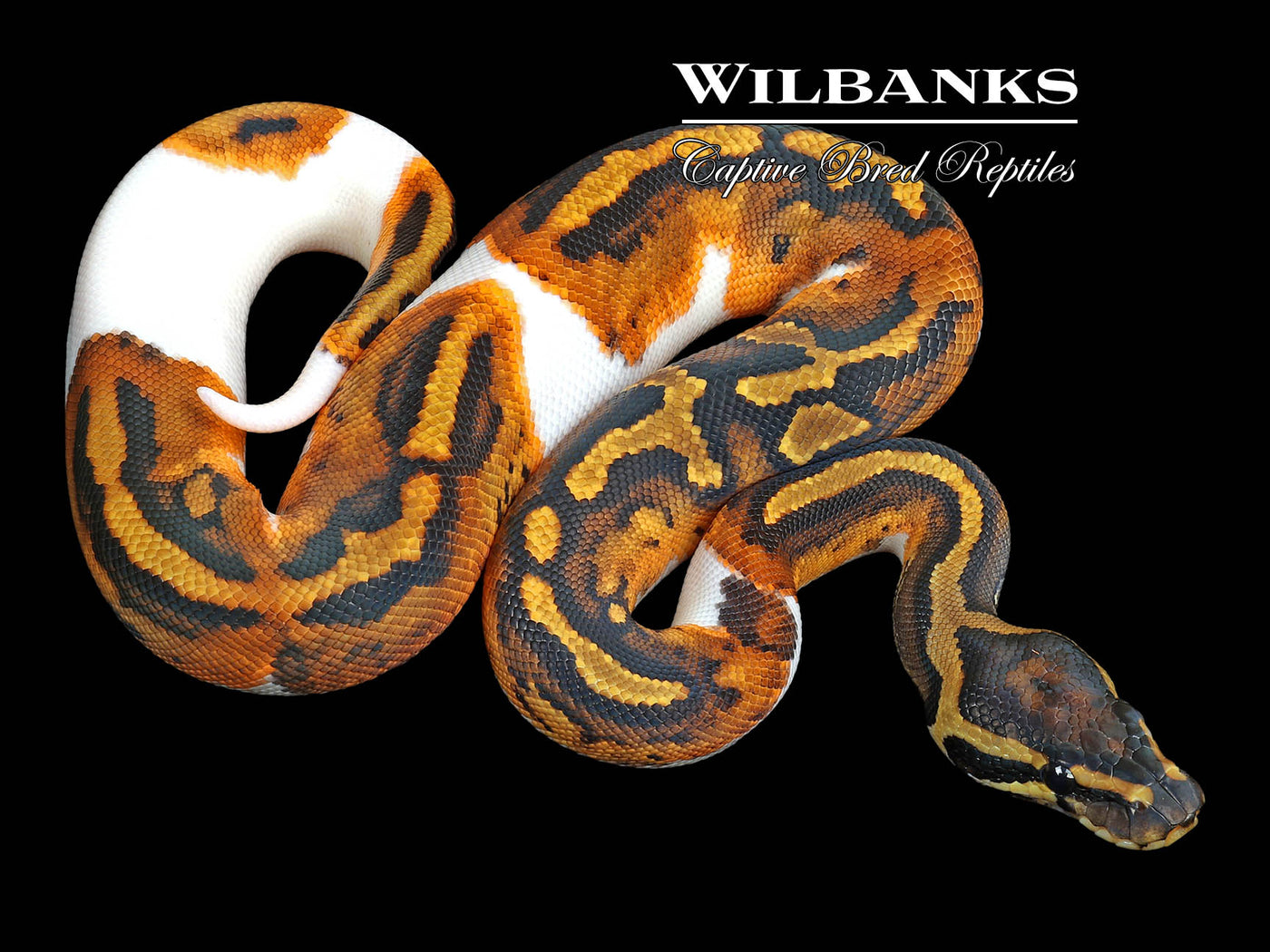 Pied Ball Python ♀ '23