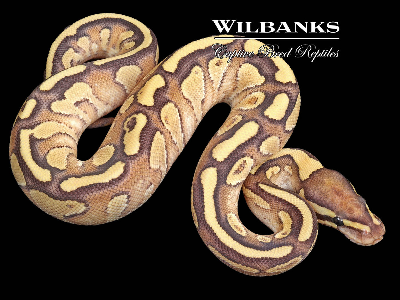 Nuclear Yellow Belly Ball Python ♀ '23