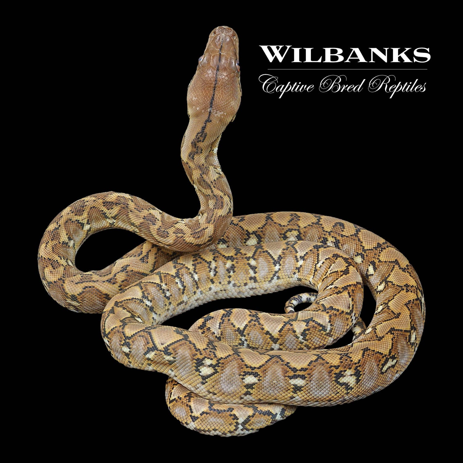 100% Pure Dwarf Jampea Reticulated Python ♂ '22 – Wilbanks Captive Bred ...