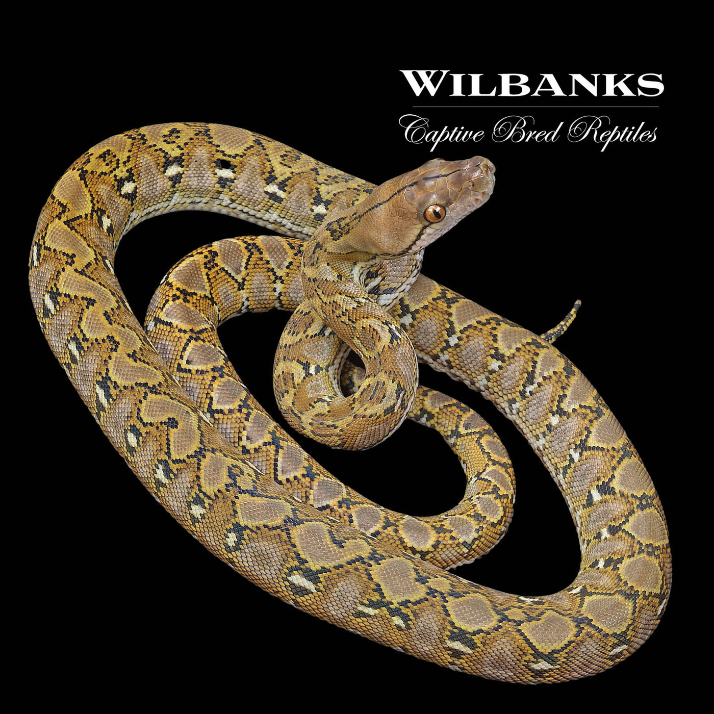 100% Pure Dwarf Jampea Reticulated Python ♂ '22