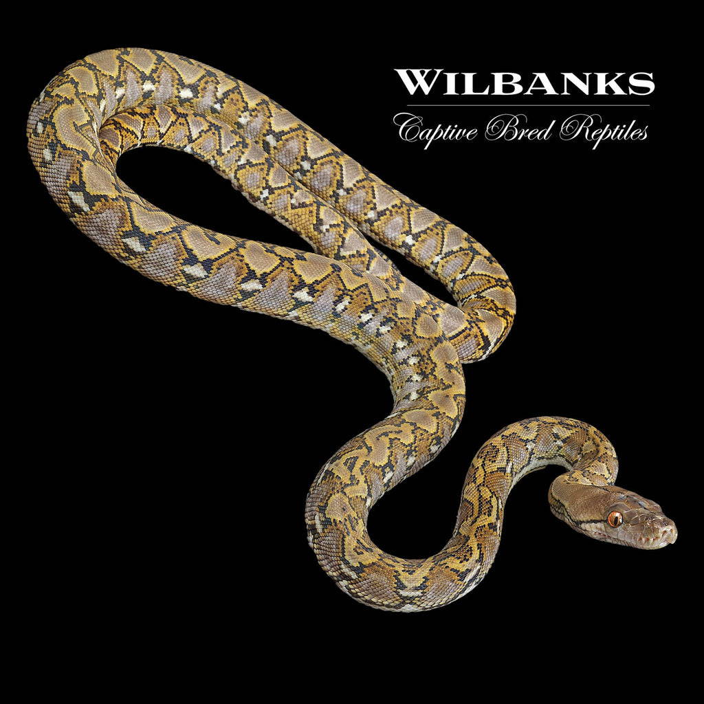 100% Pure Dwarf Jampea Reticulated Python ♂ '22 – Wilbanks