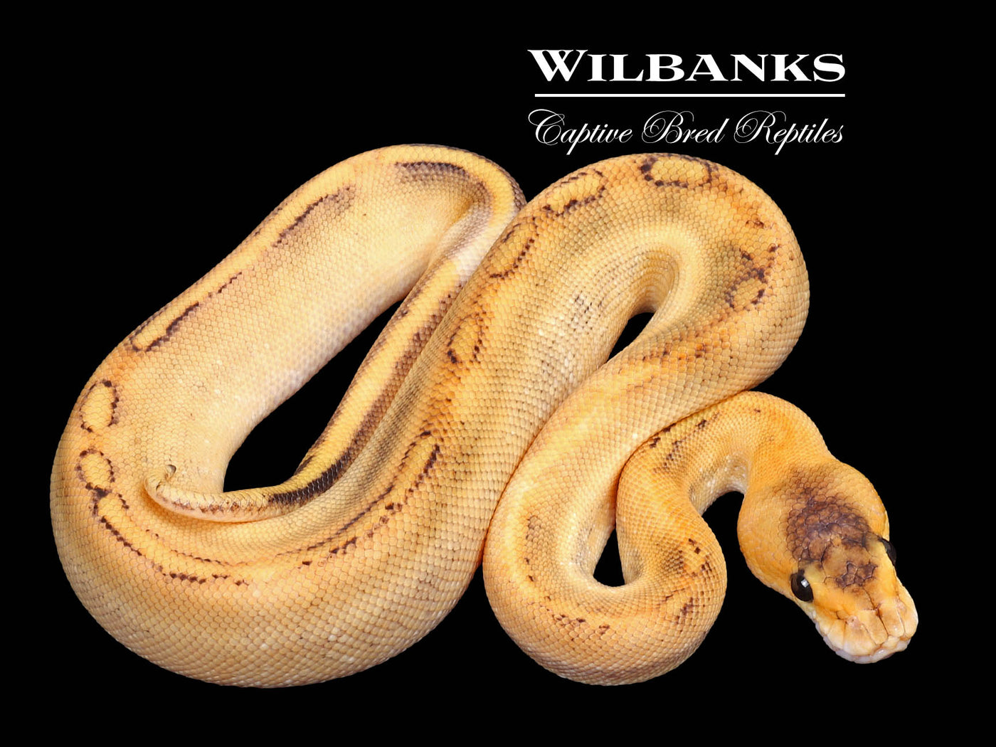 Champagne Ball Python ♀ '23
