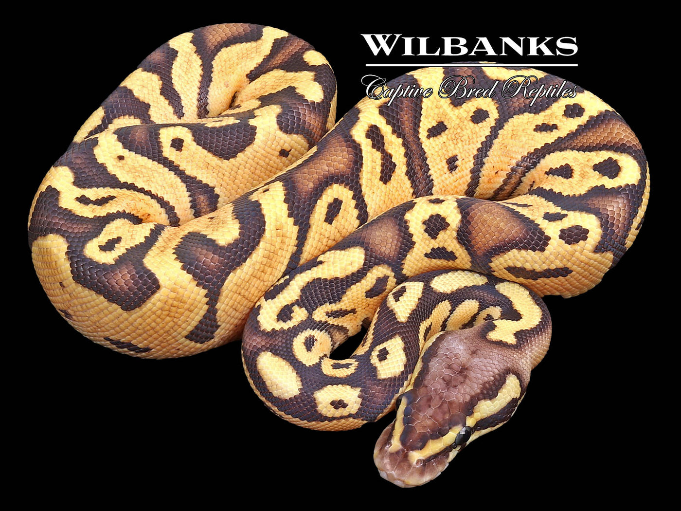 Pastel Spark Ball Python ♀ '23