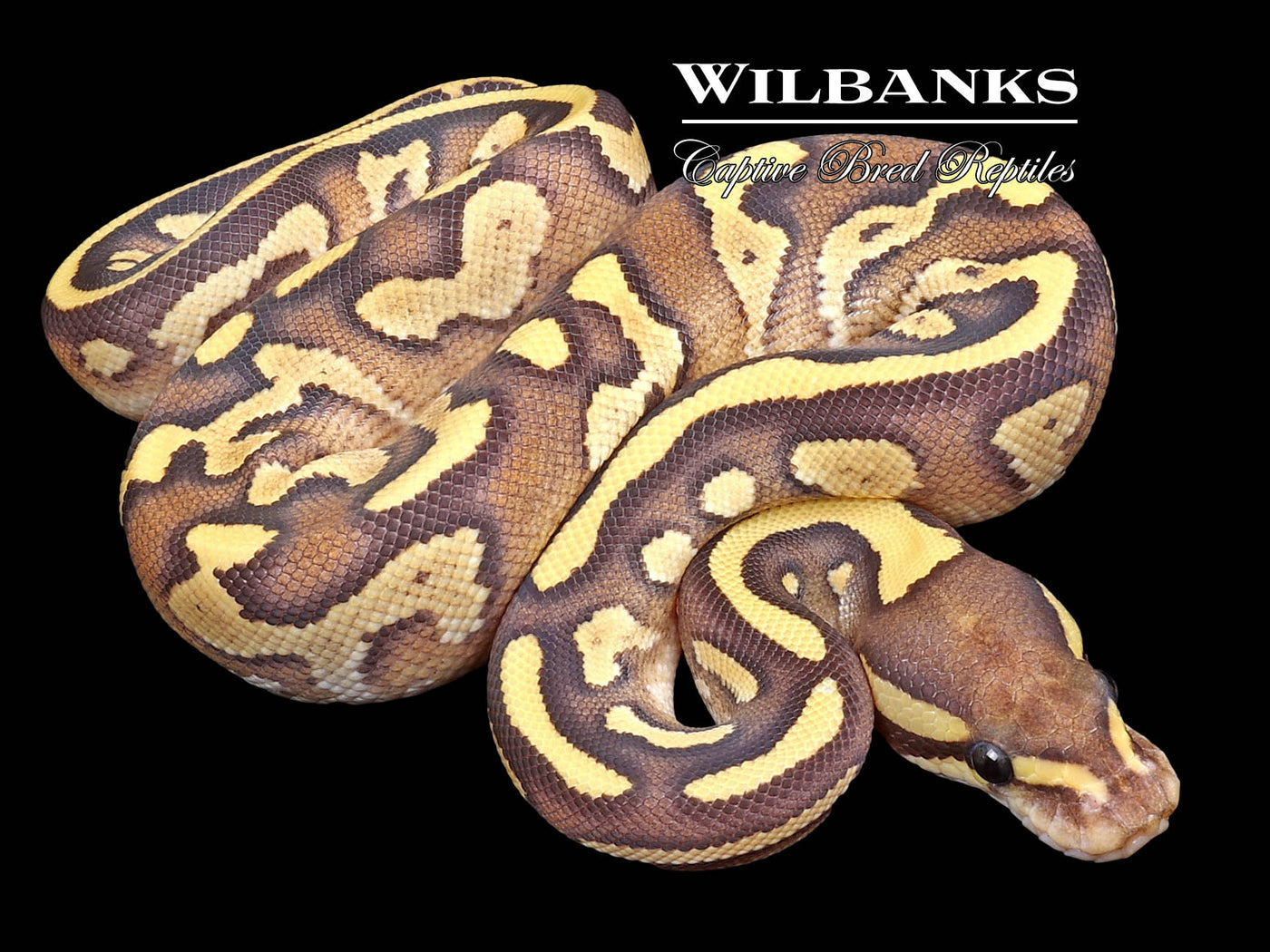 Mojave Fire Yellow Belly Ball Python ♀ '23