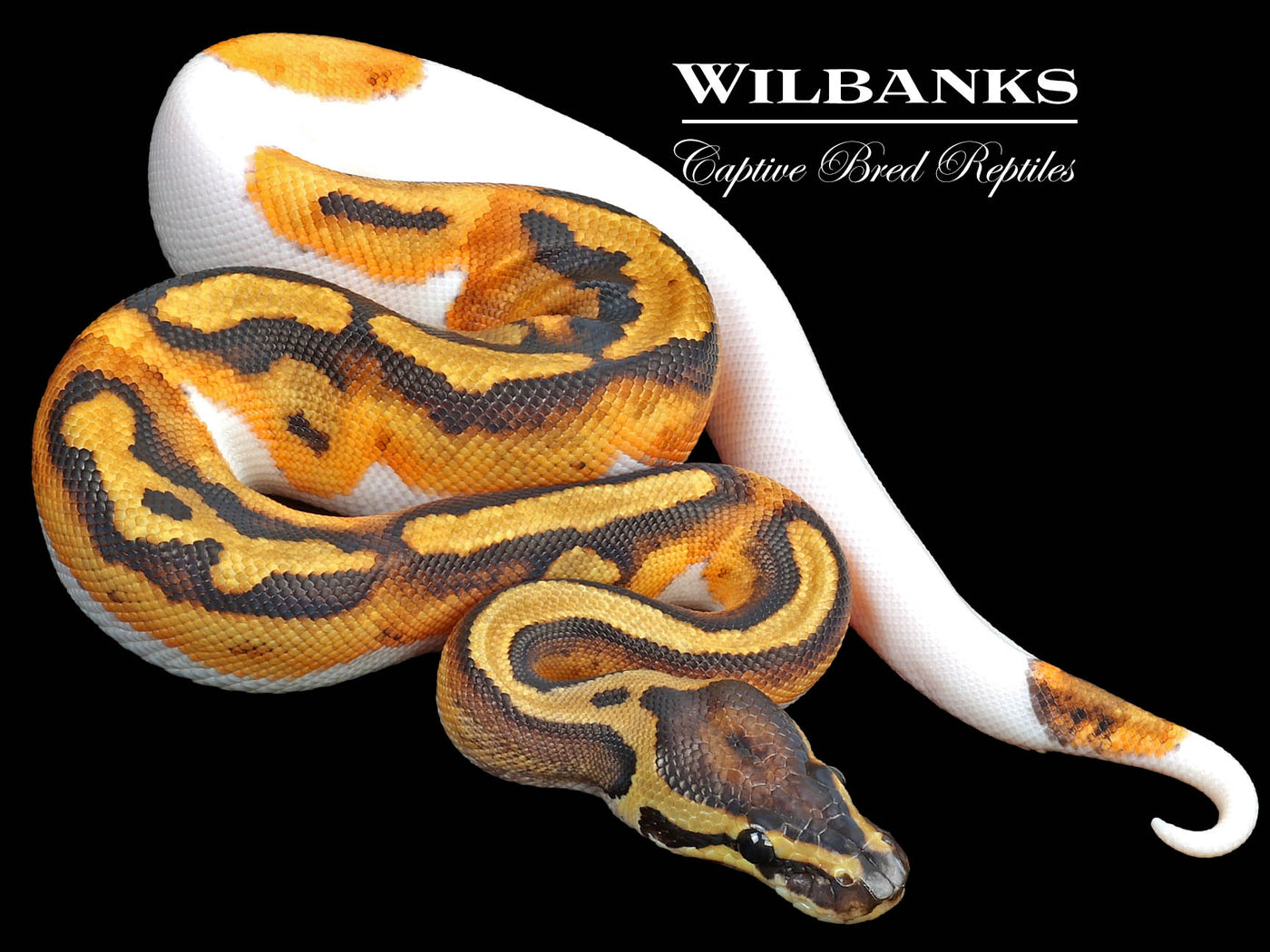 Pied Ball Python ♀ '23
