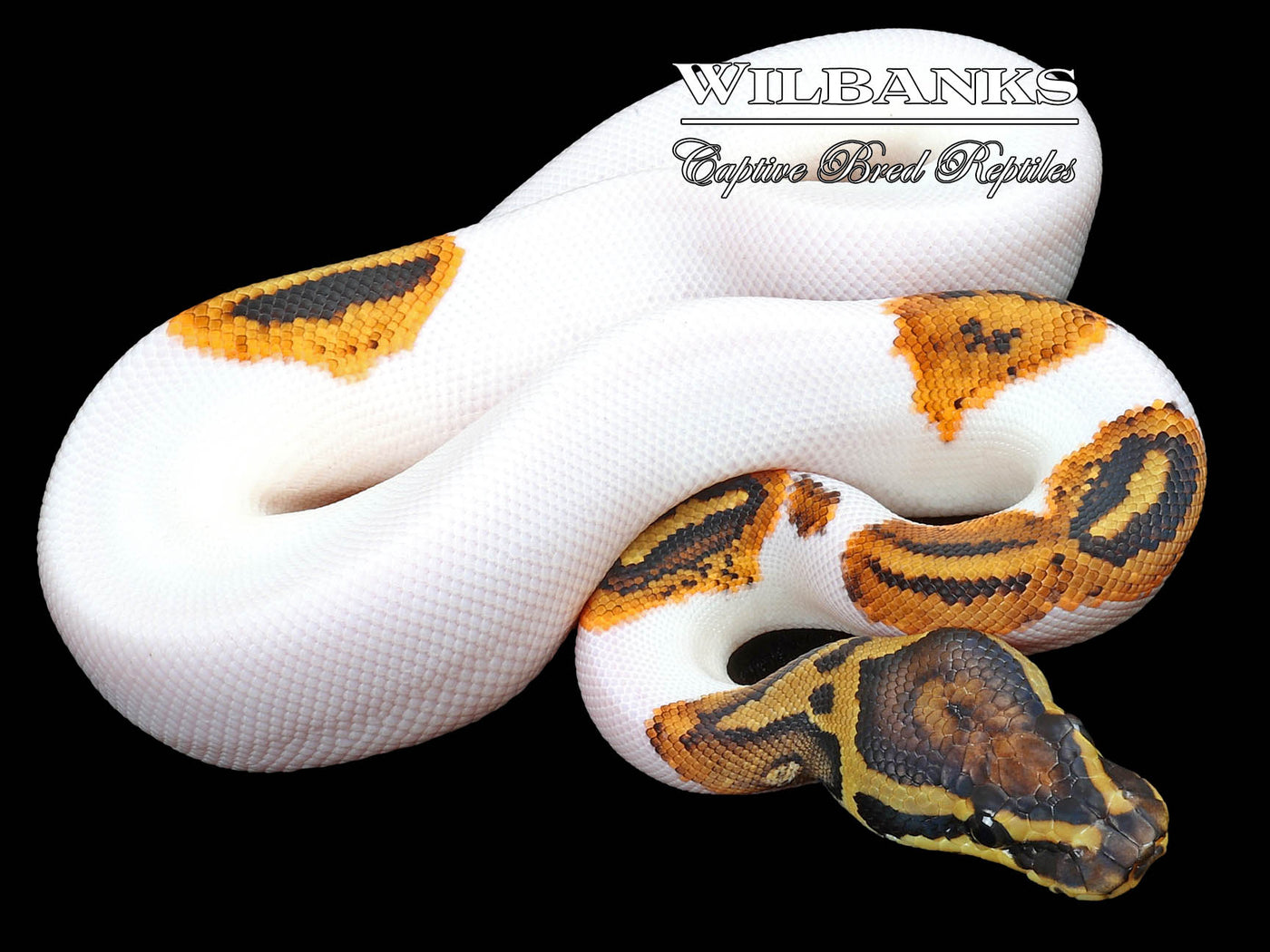 Yellow Belly Pied Ball Python ♀ '23