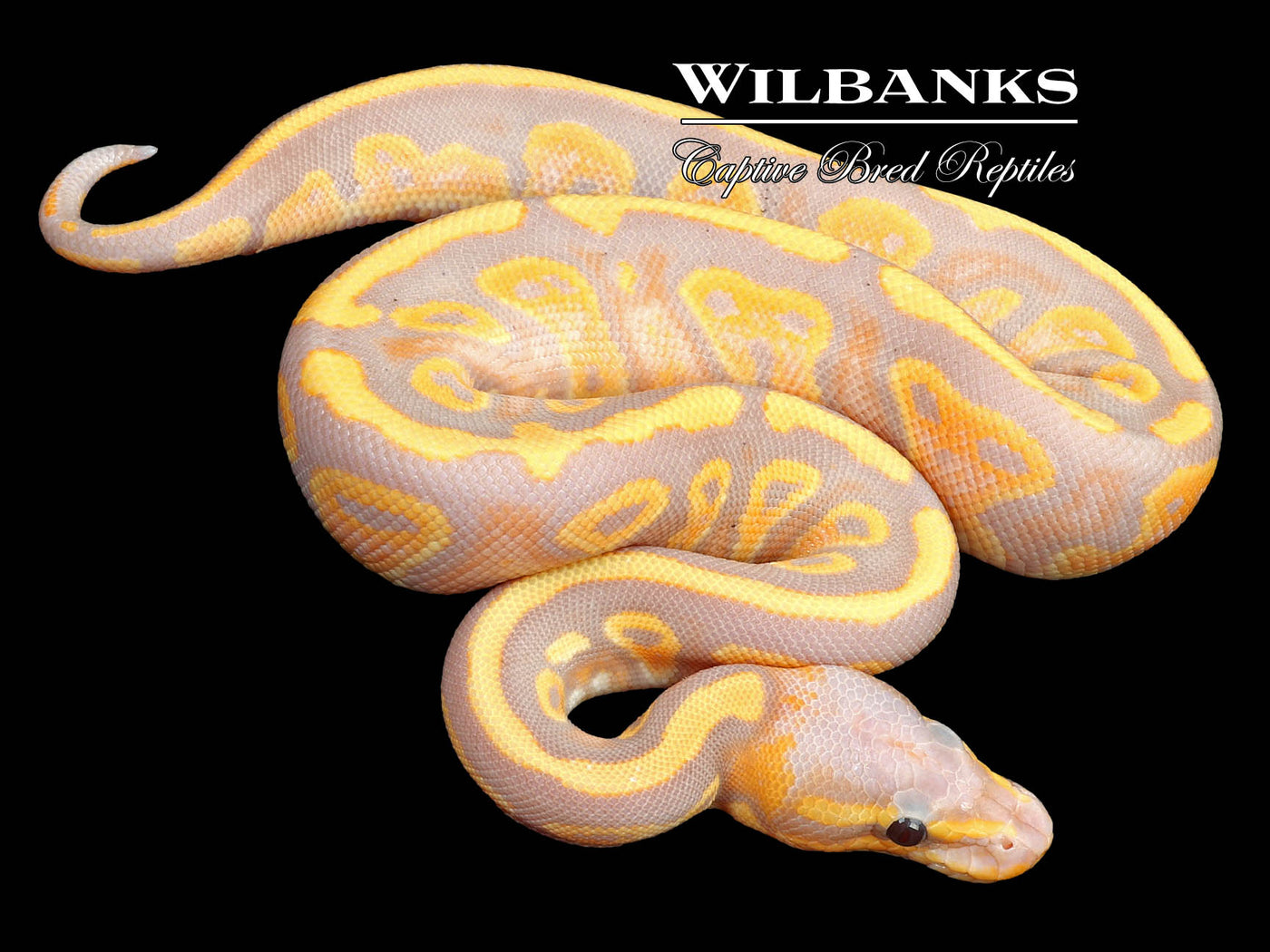 Banana Mahogany Ball Python ♂ '23